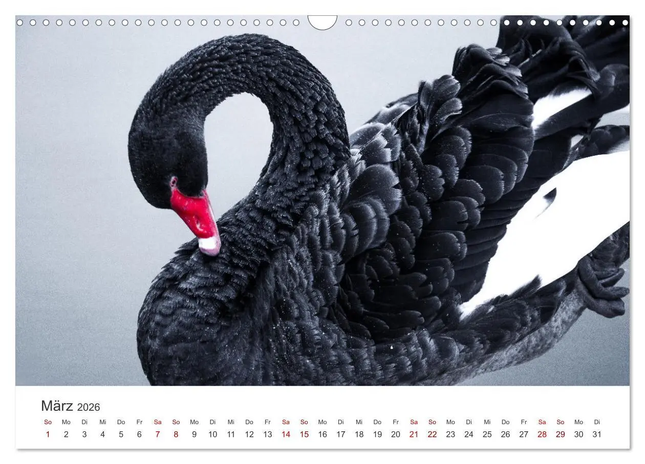 Bild: 9783457558874 | Schwäne - Prachtvolle Federkleider. (Wandkalender 2026 DIN A3...