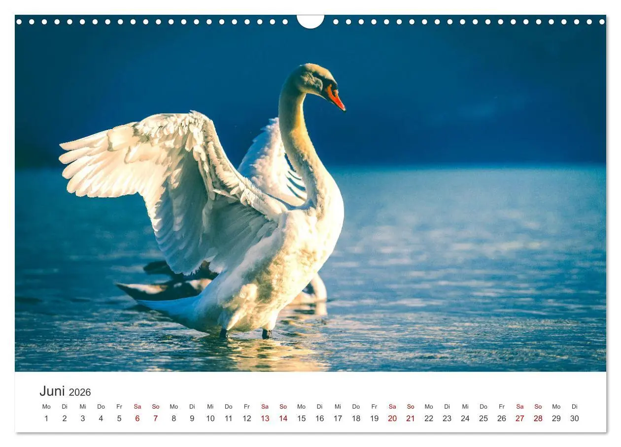 Bild: 9783457558874 | Schwäne - Prachtvolle Federkleider. (Wandkalender 2026 DIN A3...
