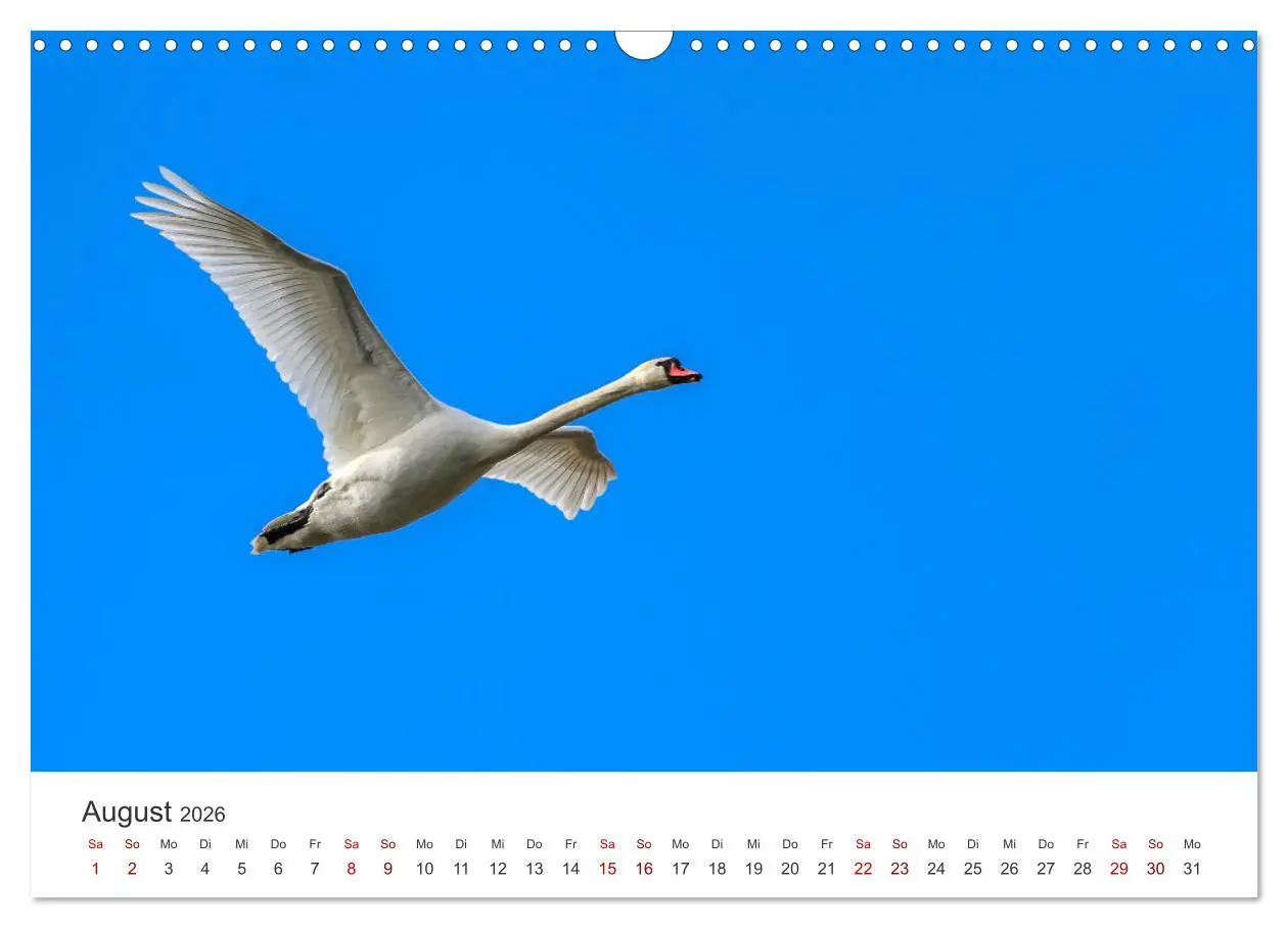 Bild: 9783457558874 | Schwäne - Prachtvolle Federkleider. (Wandkalender 2026 DIN A3...