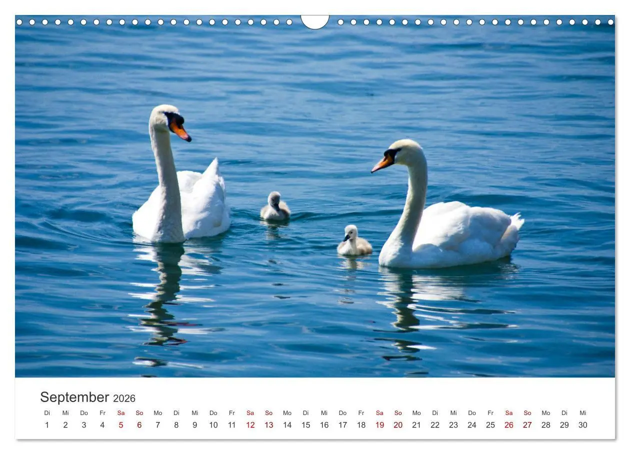 Bild: 9783457558874 | Schwäne - Prachtvolle Federkleider. (Wandkalender 2026 DIN A3...