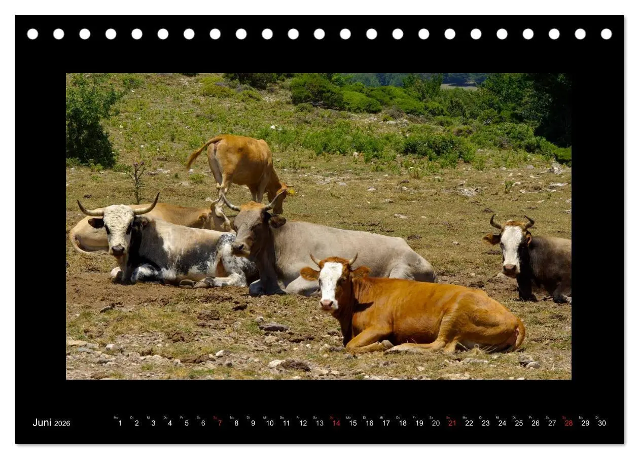 Bild: 9783516198874 | Kalabrien - tief im Süden Italiens (Tischkalender 2026 DIN A5...