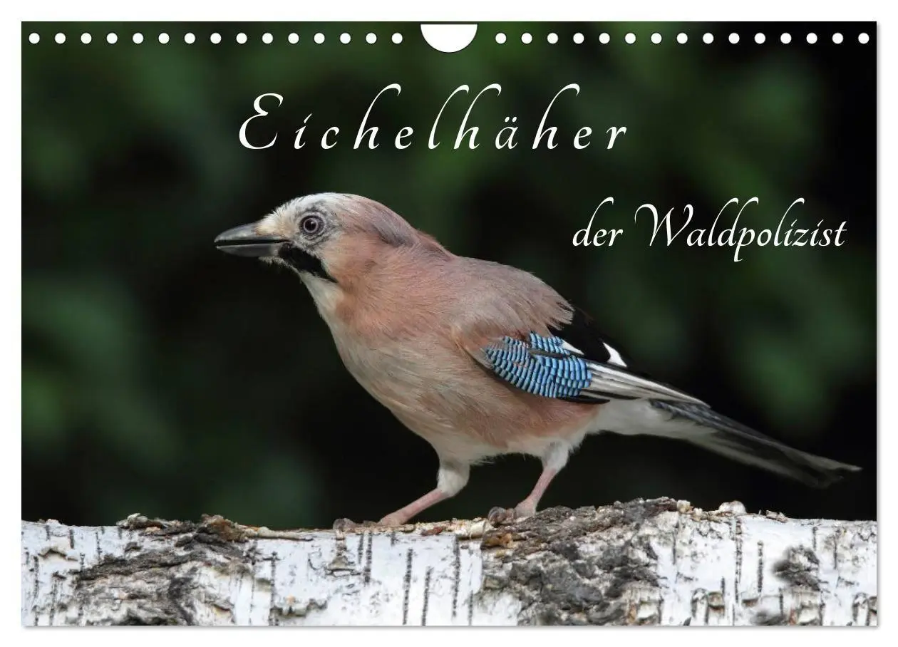 Cover: 9783569978874 | Eichelhäher der Waldpolizist (Wandkalender 2027 DIN A4 quer),...