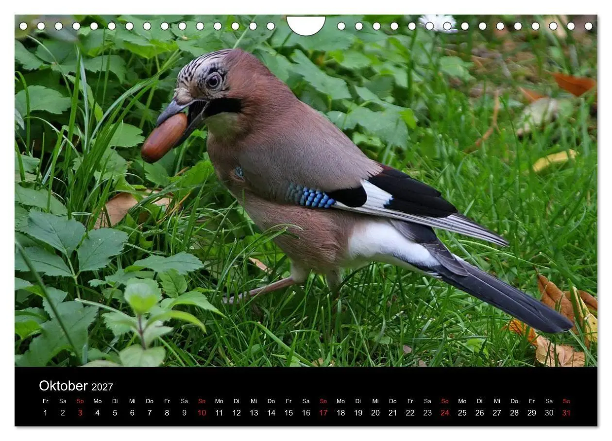 Bild: 9783569978874 | Eichelhäher der Waldpolizist (Wandkalender 2027 DIN A4 quer),...