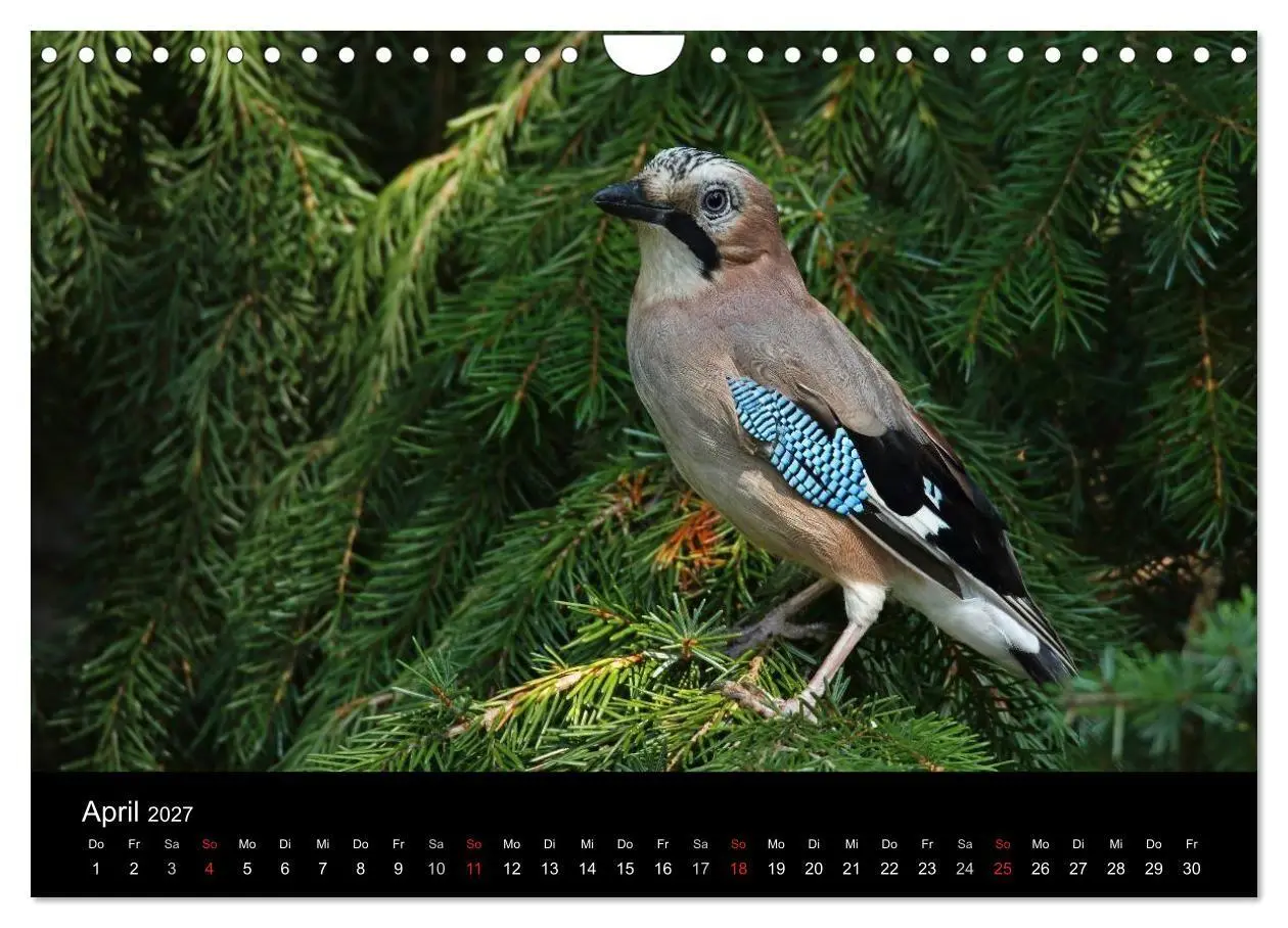 Bild: 9783569978874 | Eichelhäher der Waldpolizist (Wandkalender 2027 DIN A4 quer),...