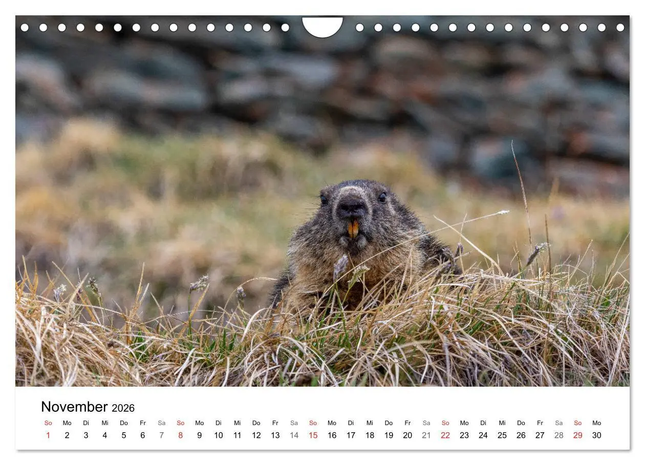 Bild: 9783457788974 | Grüße aus Kärnten (Wandkalender 2026 DIN A4 quer), CALVENDO...