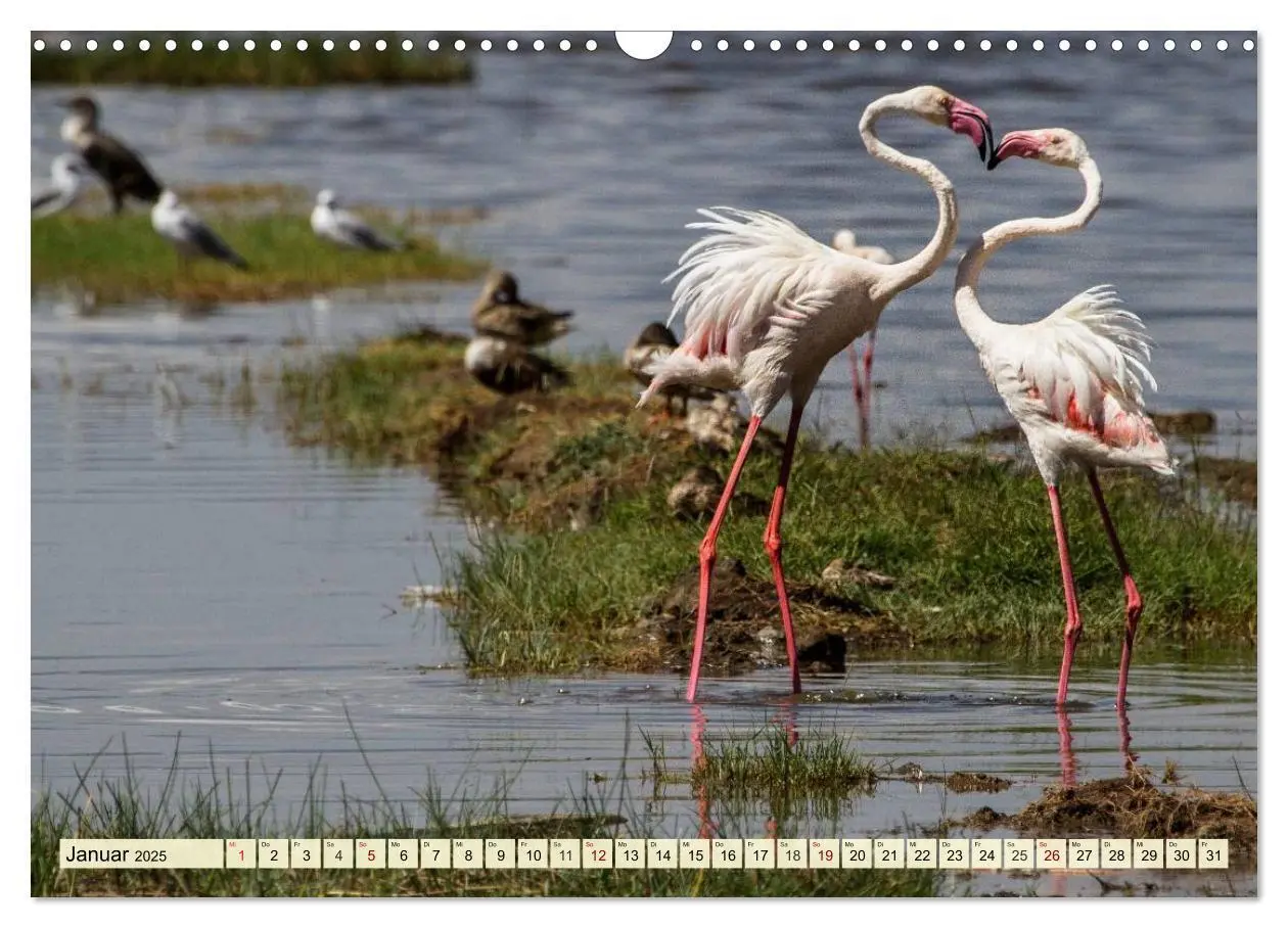 Bild: 9783435419074 | Afrika. Botswanas wundervolle Tierwelt (Wandkalender 2025 DIN A3...
