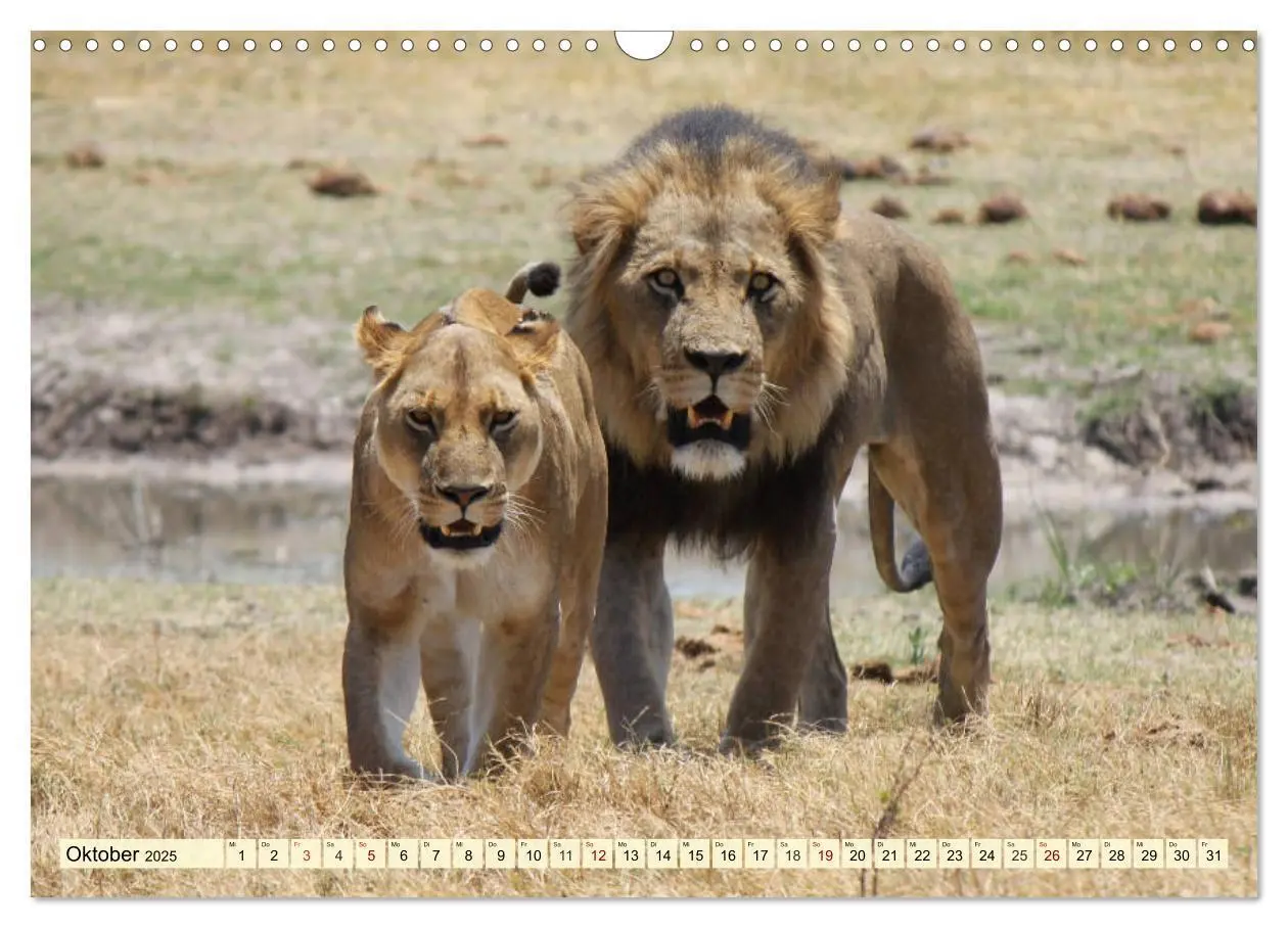 Bild: 9783435419074 | Afrika. Botswanas wundervolle Tierwelt (Wandkalender 2025 DIN A3...