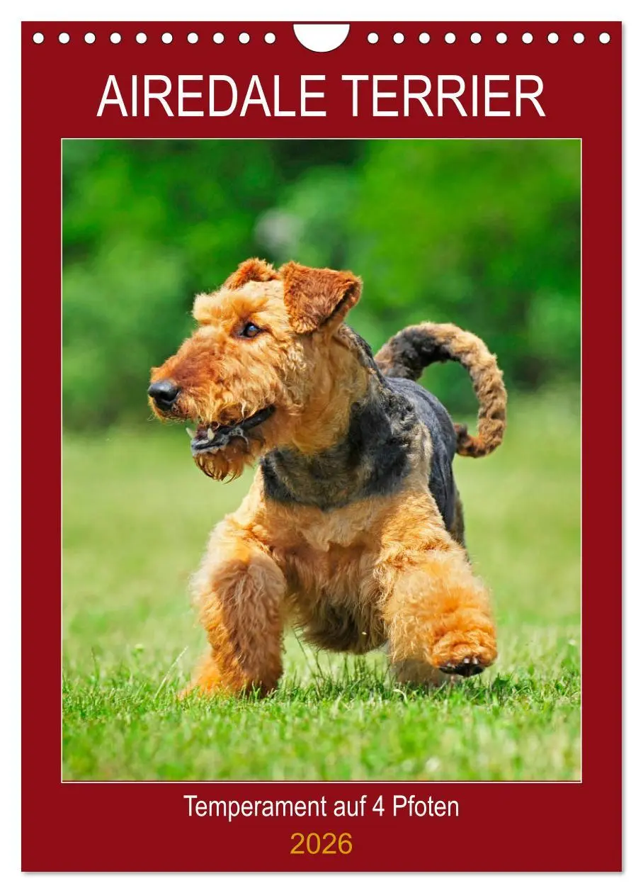 Cover: 9783516389074 | Airedale Terrier - Temperament auf 4 Pfoten (Wandkalender 2026 DIN...