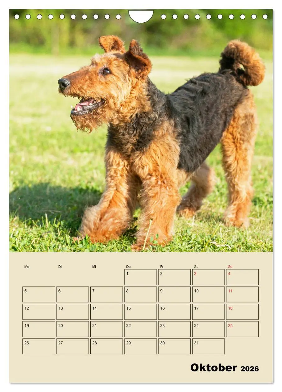 Bild: 9783516389074 | Airedale Terrier - Temperament auf 4 Pfoten (Wandkalender 2026 DIN...