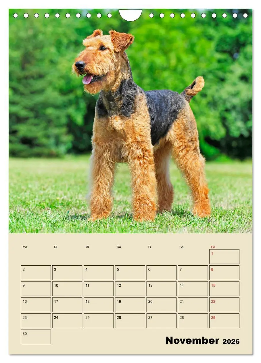 Bild: 9783516389074 | Airedale Terrier - Temperament auf 4 Pfoten (Wandkalender 2026 DIN...