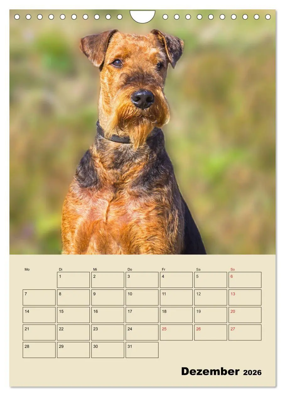Bild: 9783516389074 | Airedale Terrier - Temperament auf 4 Pfoten (Wandkalender 2026 DIN...