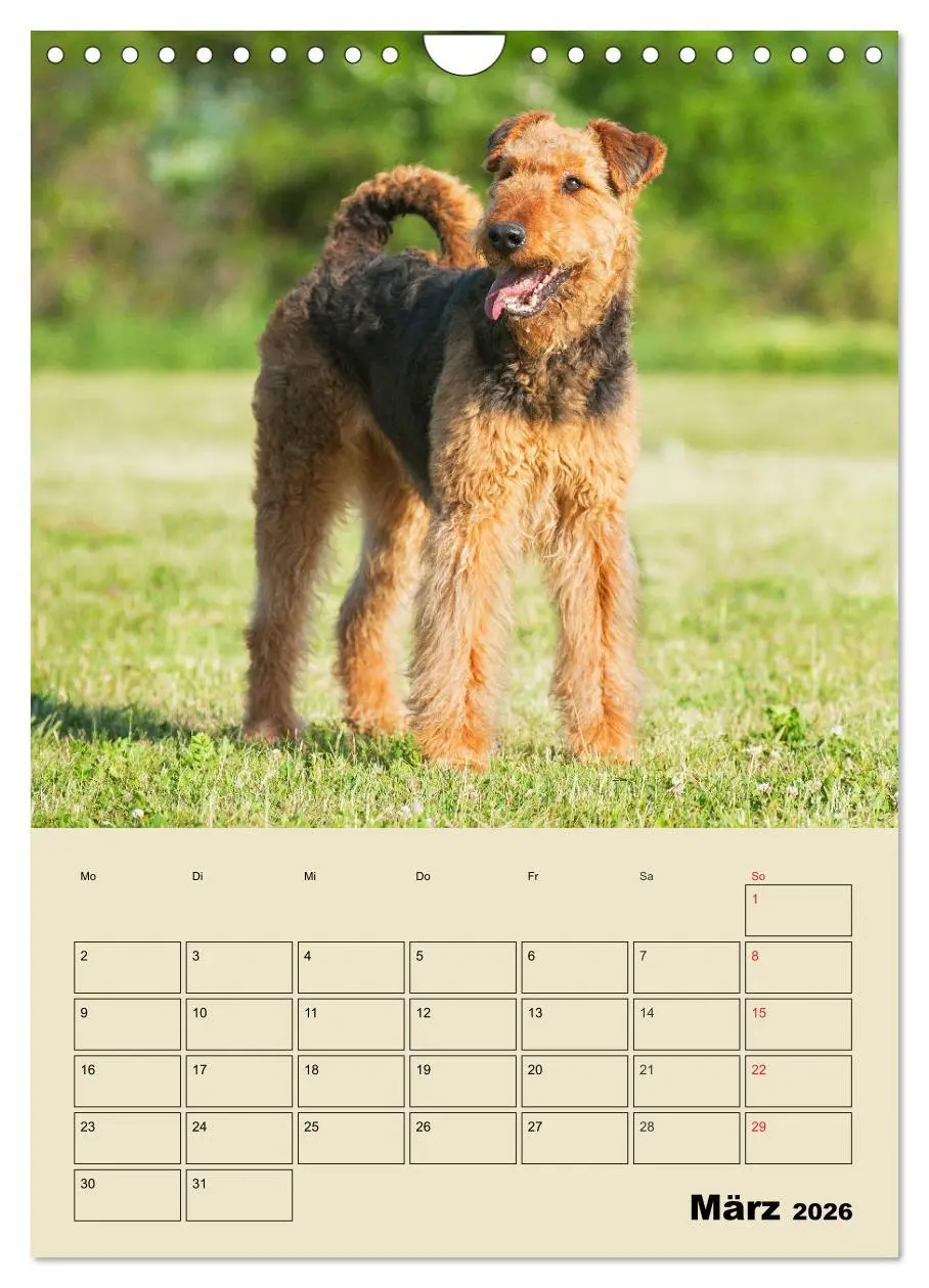 Bild: 9783516389074 | Airedale Terrier - Temperament auf 4 Pfoten (Wandkalender 2026 DIN...