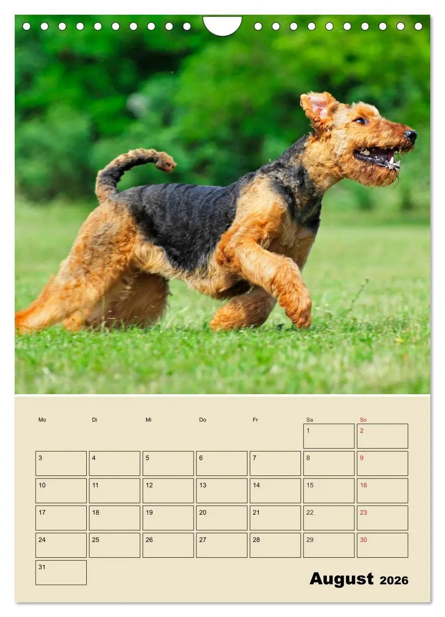Bild: 9783516389074 | Airedale Terrier - Temperament auf 4 Pfoten (Wandkalender 2026 DIN...