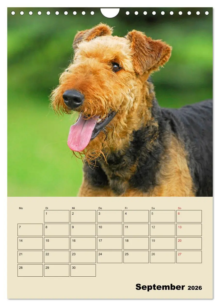 Bild: 9783516389074 | Airedale Terrier - Temperament auf 4 Pfoten (Wandkalender 2026 DIN...