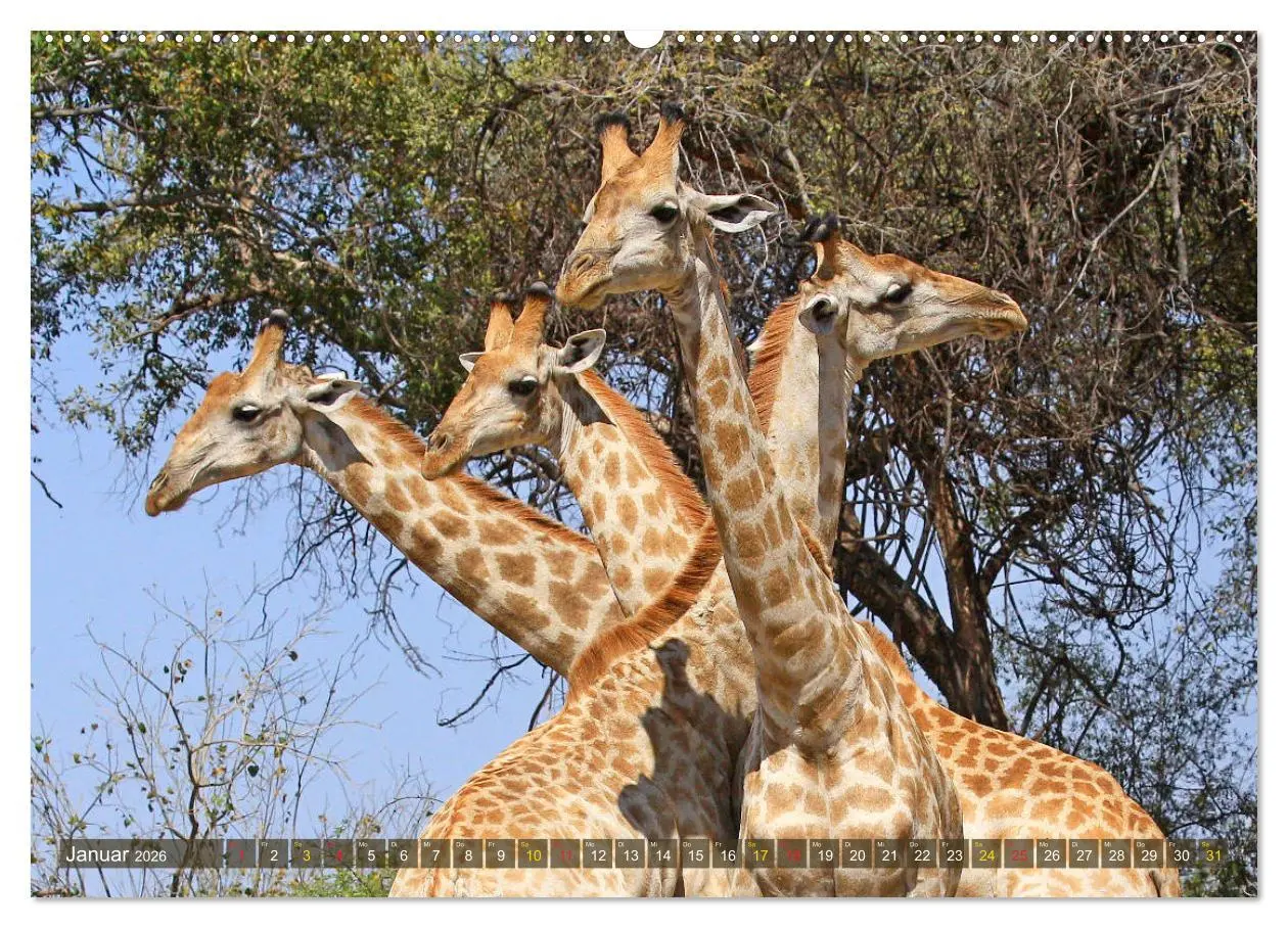 Bild: 9783516049374 | Giraffen - Sanftheit und Anmut (hochwertiger Premium Wandkalender...