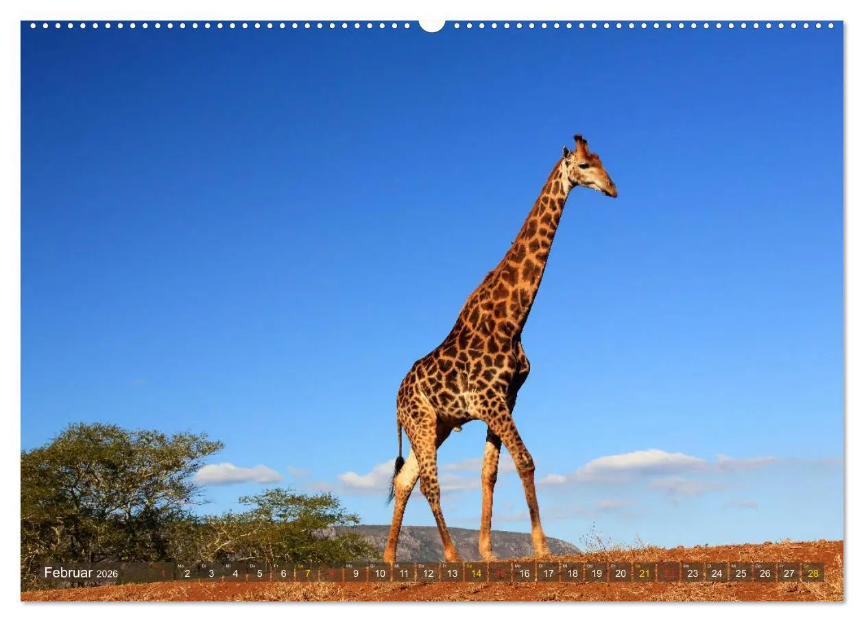 Bild: 9783516049374 | Giraffen - Sanftheit und Anmut (hochwertiger Premium Wandkalender...