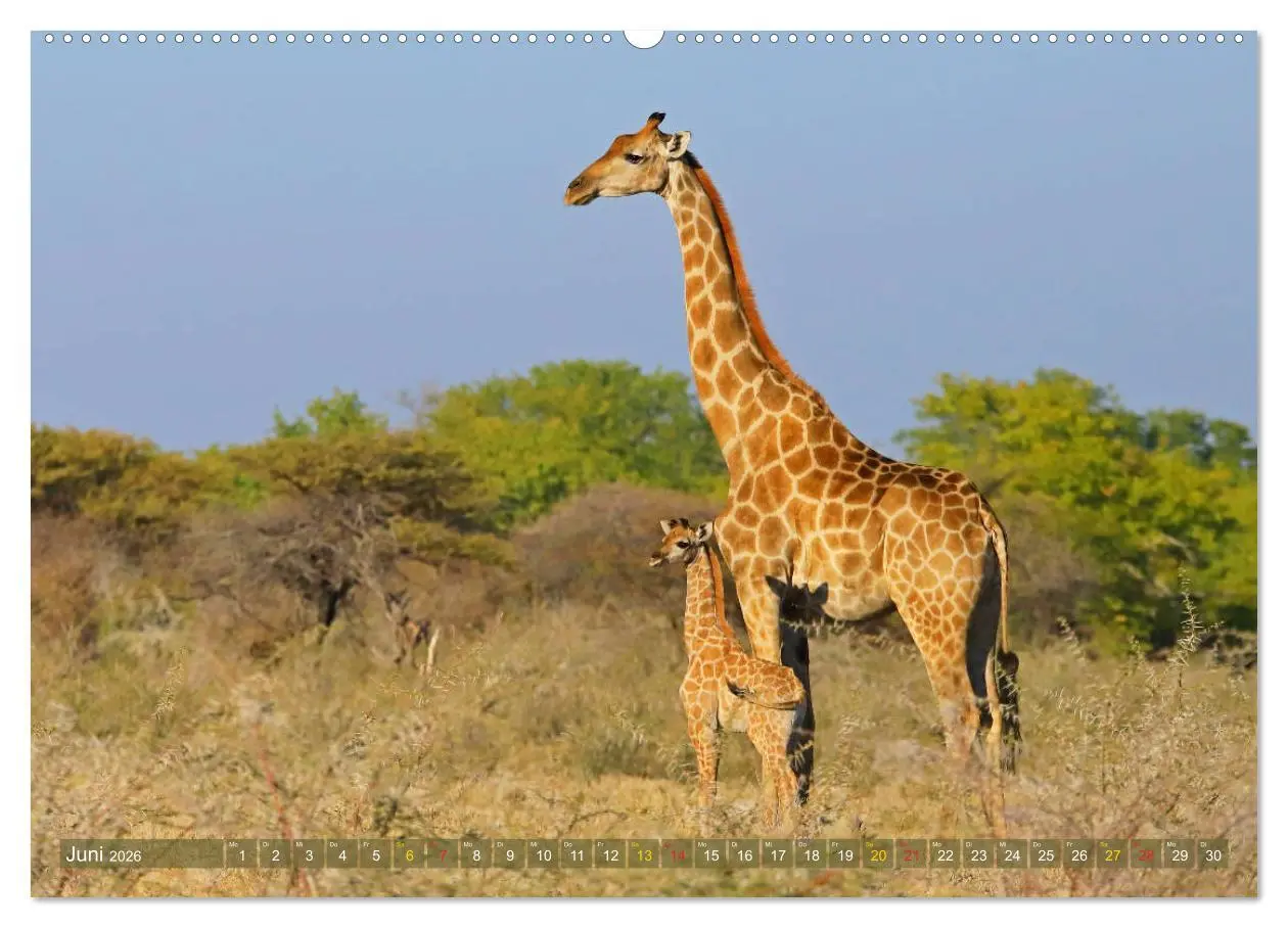 Bild: 9783516049374 | Giraffen - Sanftheit und Anmut (hochwertiger Premium Wandkalender...
