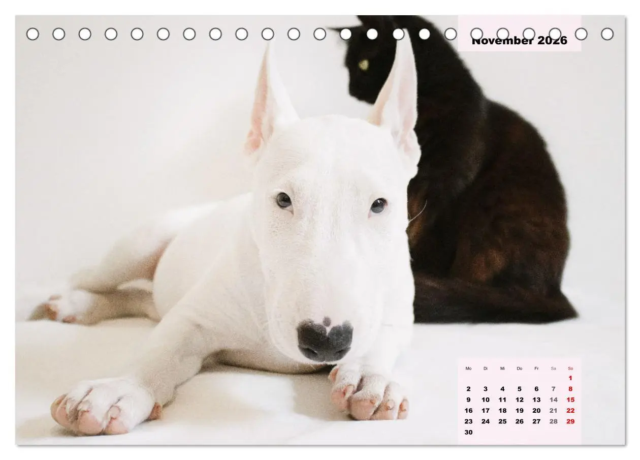 Bild: 9783457569474 | Bullterrier. Freudiges Wesen und Charakter (Tischkalender 2026 DIN...