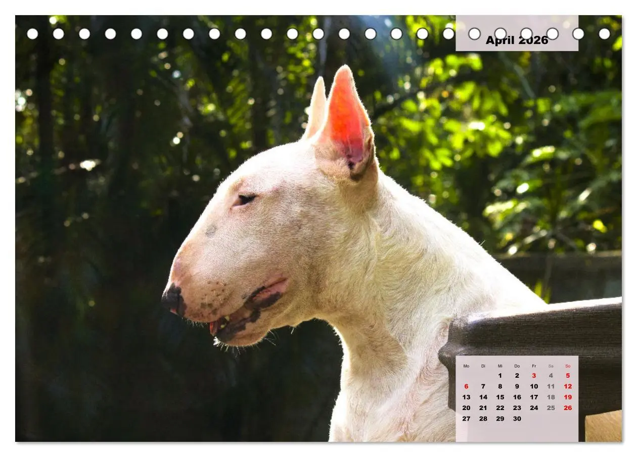 Bild: 9783457569474 | Bullterrier. Freudiges Wesen und Charakter (Tischkalender 2026 DIN...