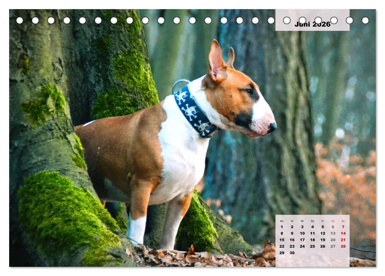 Bild: 9783457569474 | Bullterrier. Freudiges Wesen und Charakter (Tischkalender 2026 DIN...