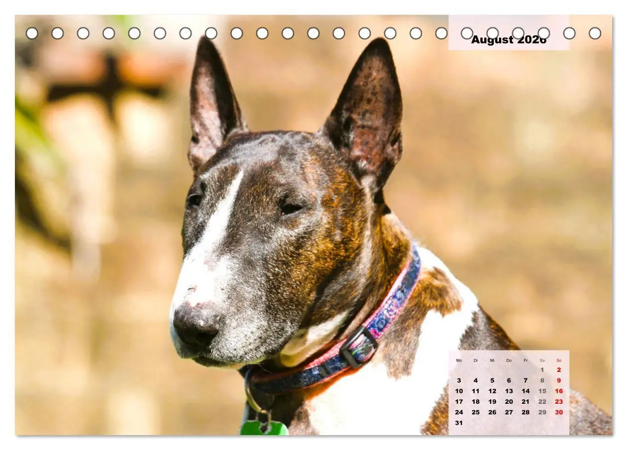 Bild: 9783457569474 | Bullterrier. Freudiges Wesen und Charakter (Tischkalender 2026 DIN...