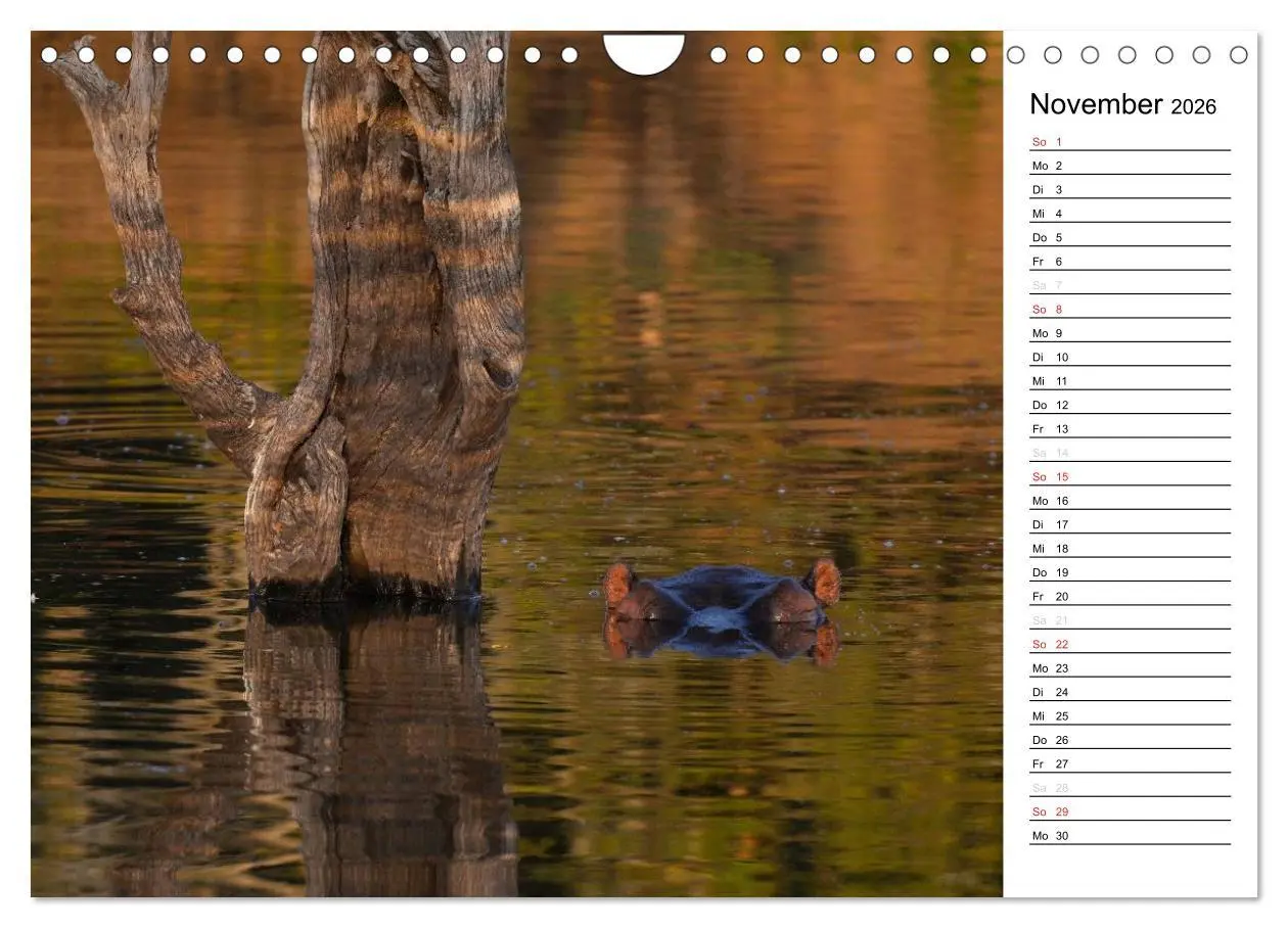 Bild: 9783457949474 | Südafrika - Big 5 und mehr (Wandkalender 2026 DIN A4 quer),...