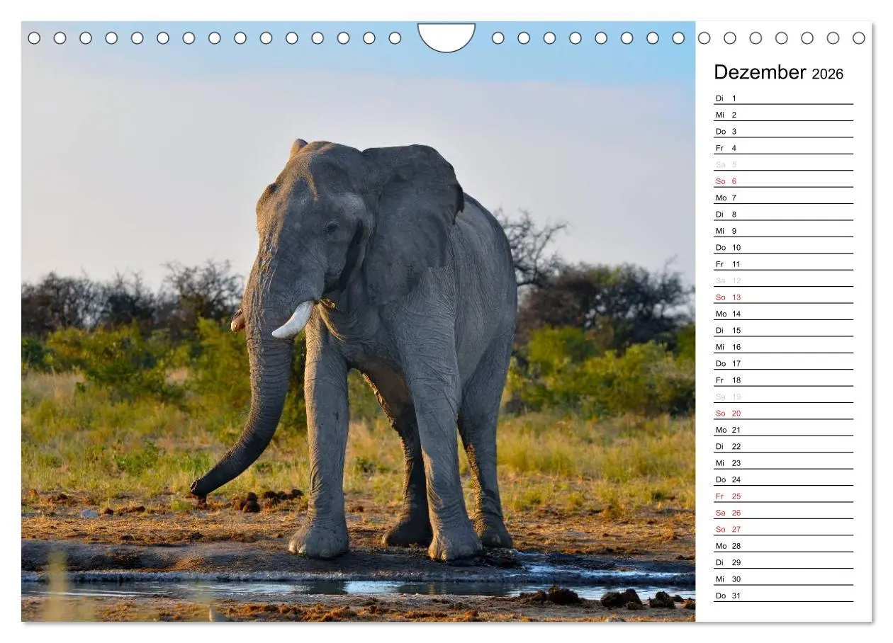 Bild: 9783457949474 | Südafrika - Big 5 und mehr (Wandkalender 2026 DIN A4 quer),...