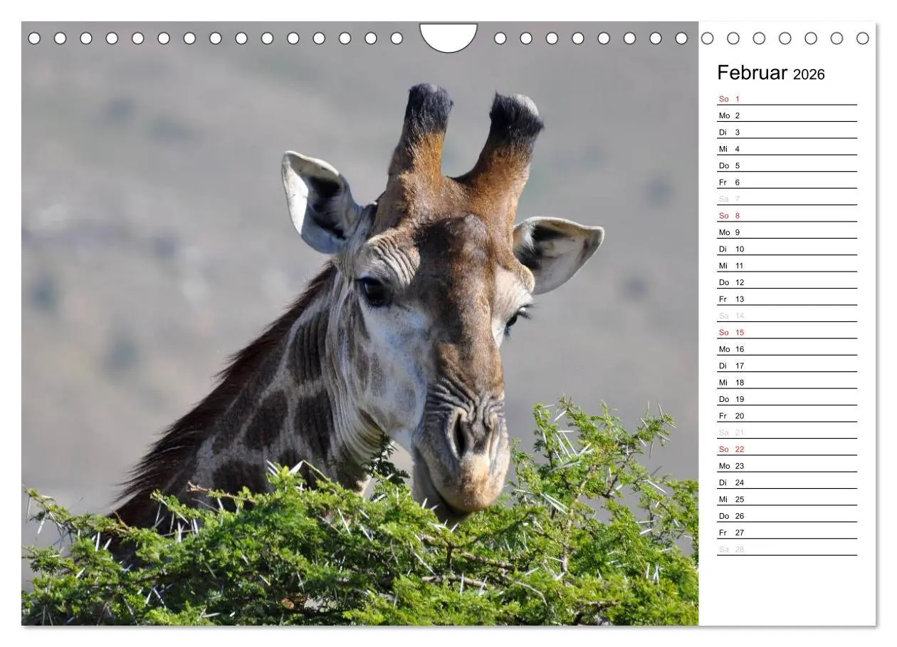 Bild: 9783457949474 | Südafrika - Big 5 und mehr (Wandkalender 2026 DIN A4 quer),...