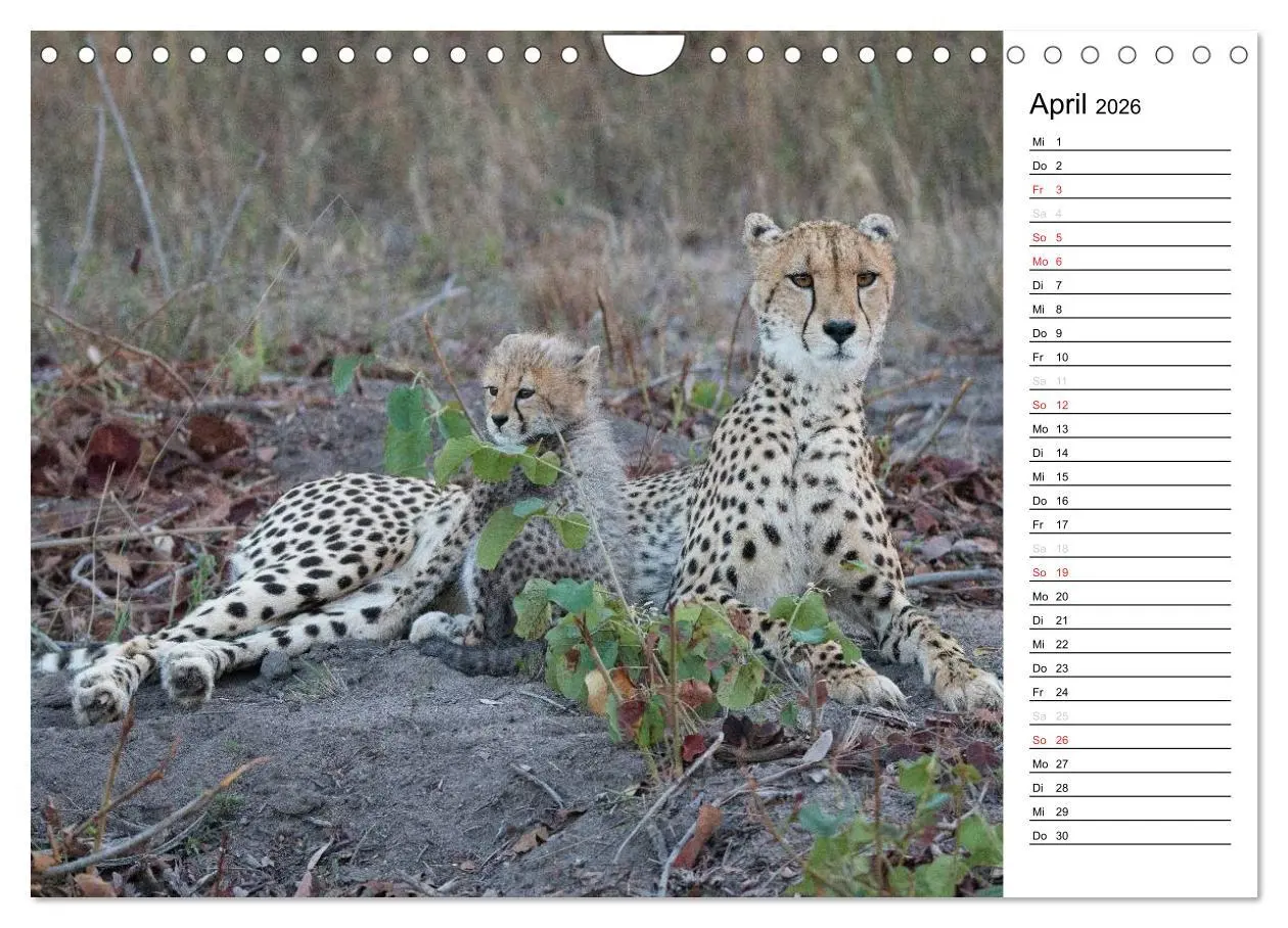 Bild: 9783457949474 | Südafrika - Big 5 und mehr (Wandkalender 2026 DIN A4 quer),...