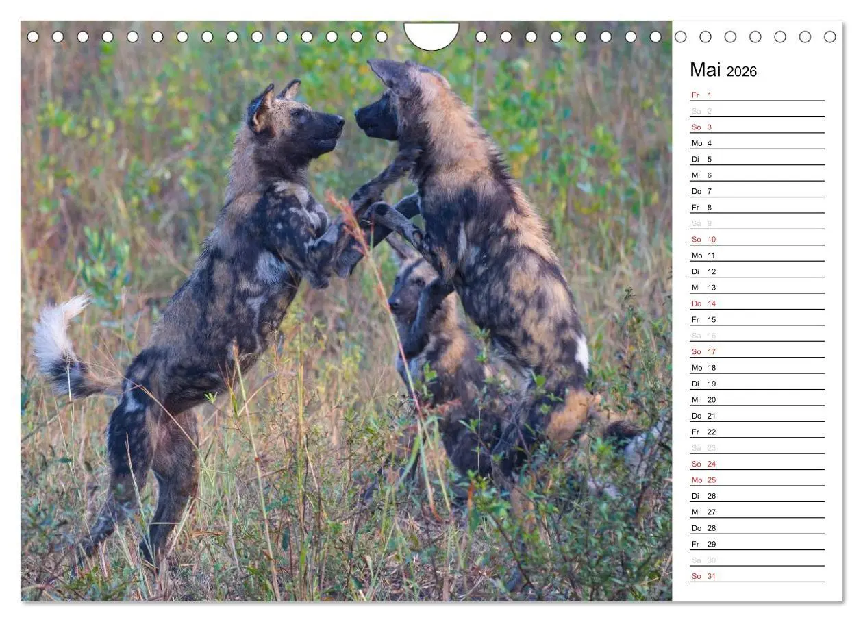 Bild: 9783457949474 | Südafrika - Big 5 und mehr (Wandkalender 2026 DIN A4 quer),...