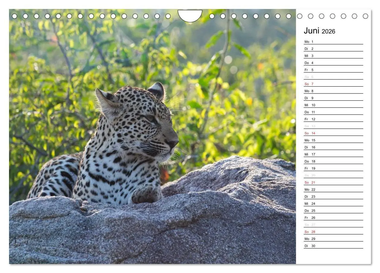 Bild: 9783457949474 | Südafrika - Big 5 und mehr (Wandkalender 2026 DIN A4 quer),...