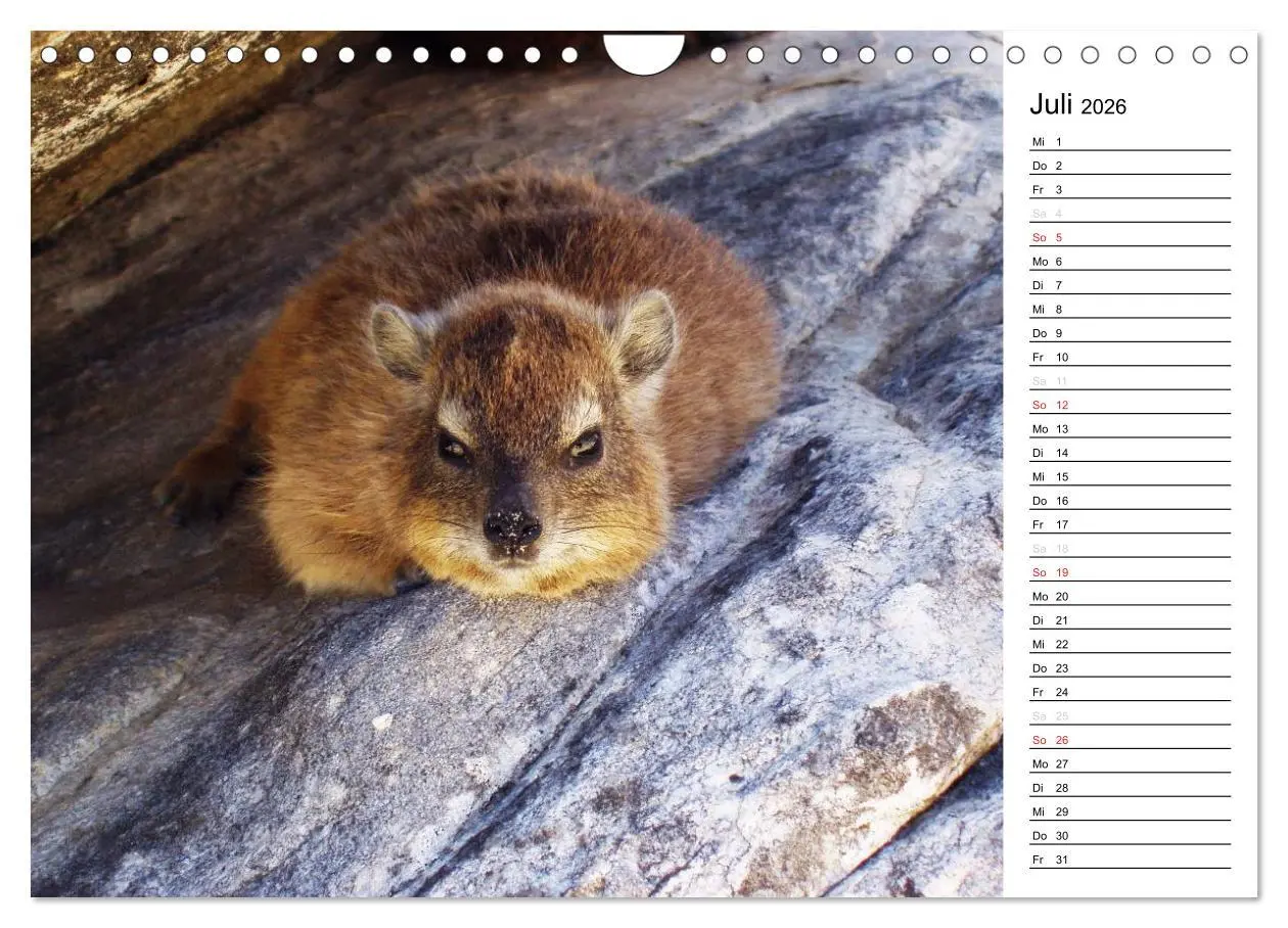Bild: 9783457949474 | Südafrika - Big 5 und mehr (Wandkalender 2026 DIN A4 quer),...