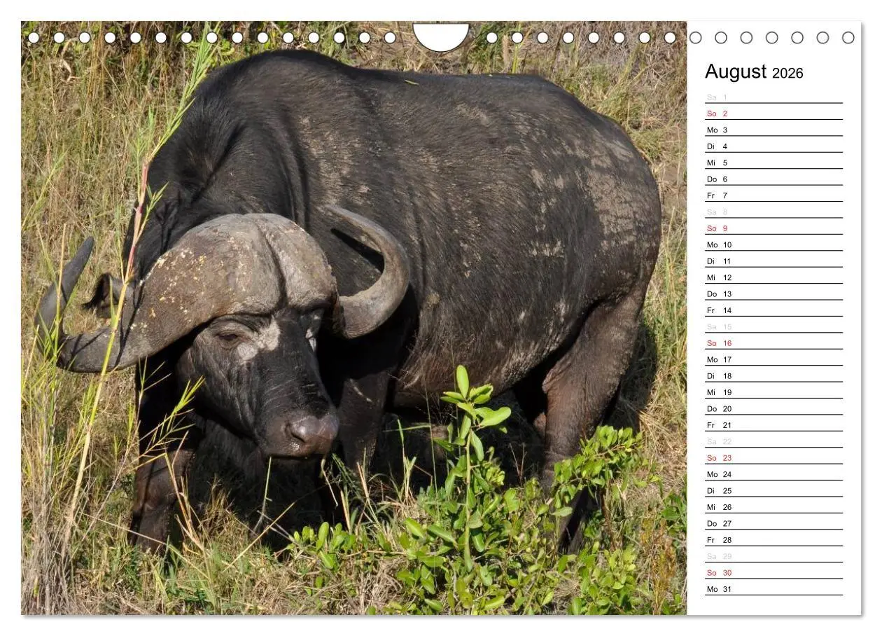 Bild: 9783457949474 | Südafrika - Big 5 und mehr (Wandkalender 2026 DIN A4 quer),...