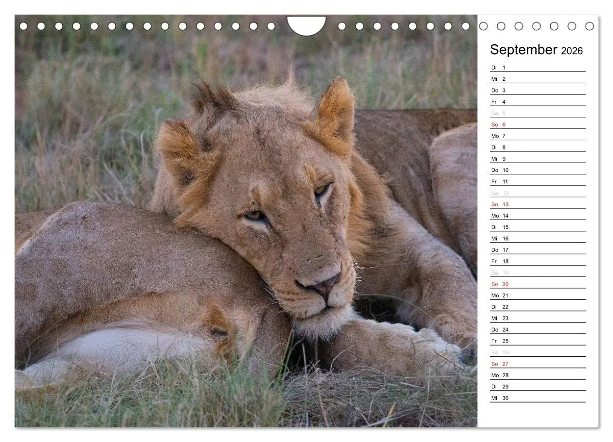 Bild: 9783457949474 | Südafrika - Big 5 und mehr (Wandkalender 2026 DIN A4 quer),...