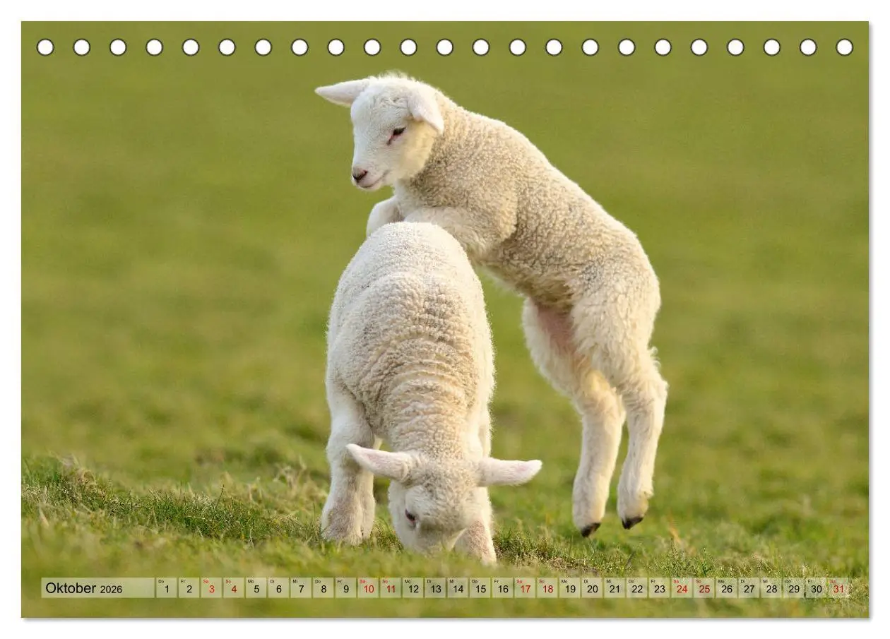 Bild: 9783457789674 | Springende Lämmer: Lebensfreude pur (Tischkalender 2026 DIN A5...