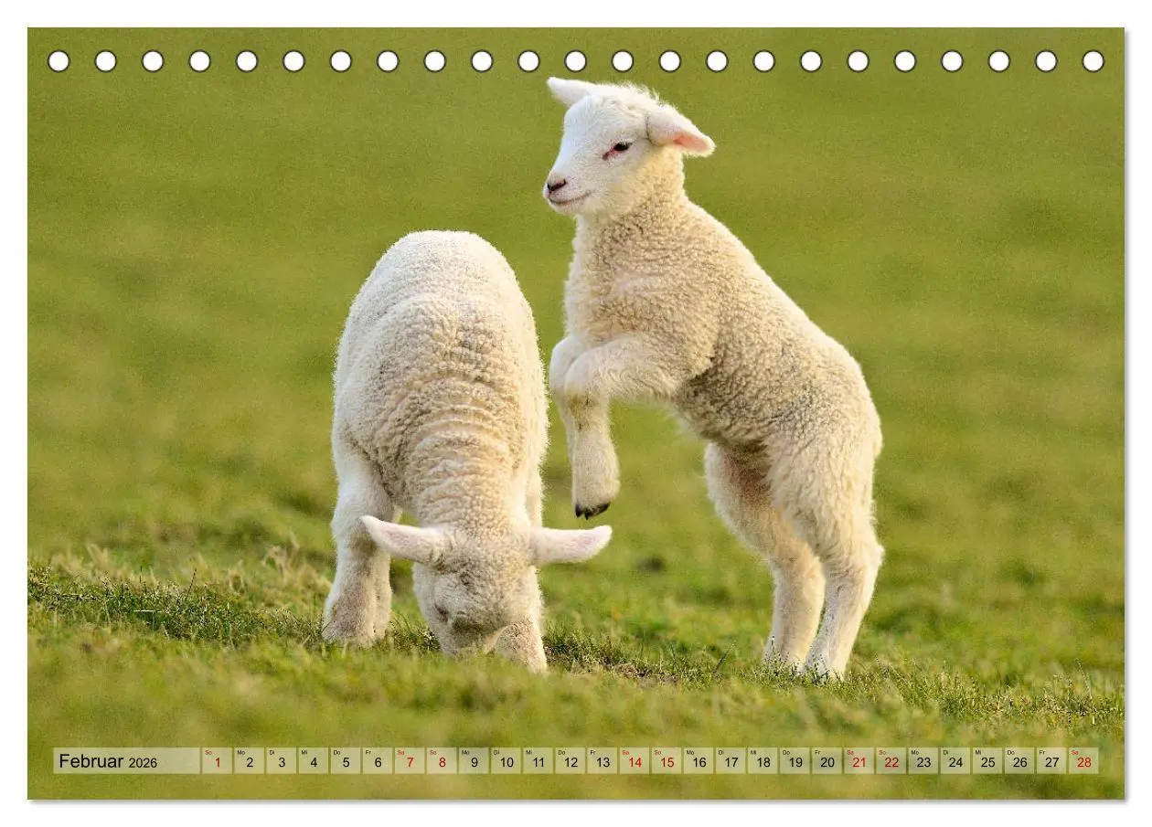 Bild: 9783457789674 | Springende Lämmer: Lebensfreude pur (Tischkalender 2026 DIN A5...