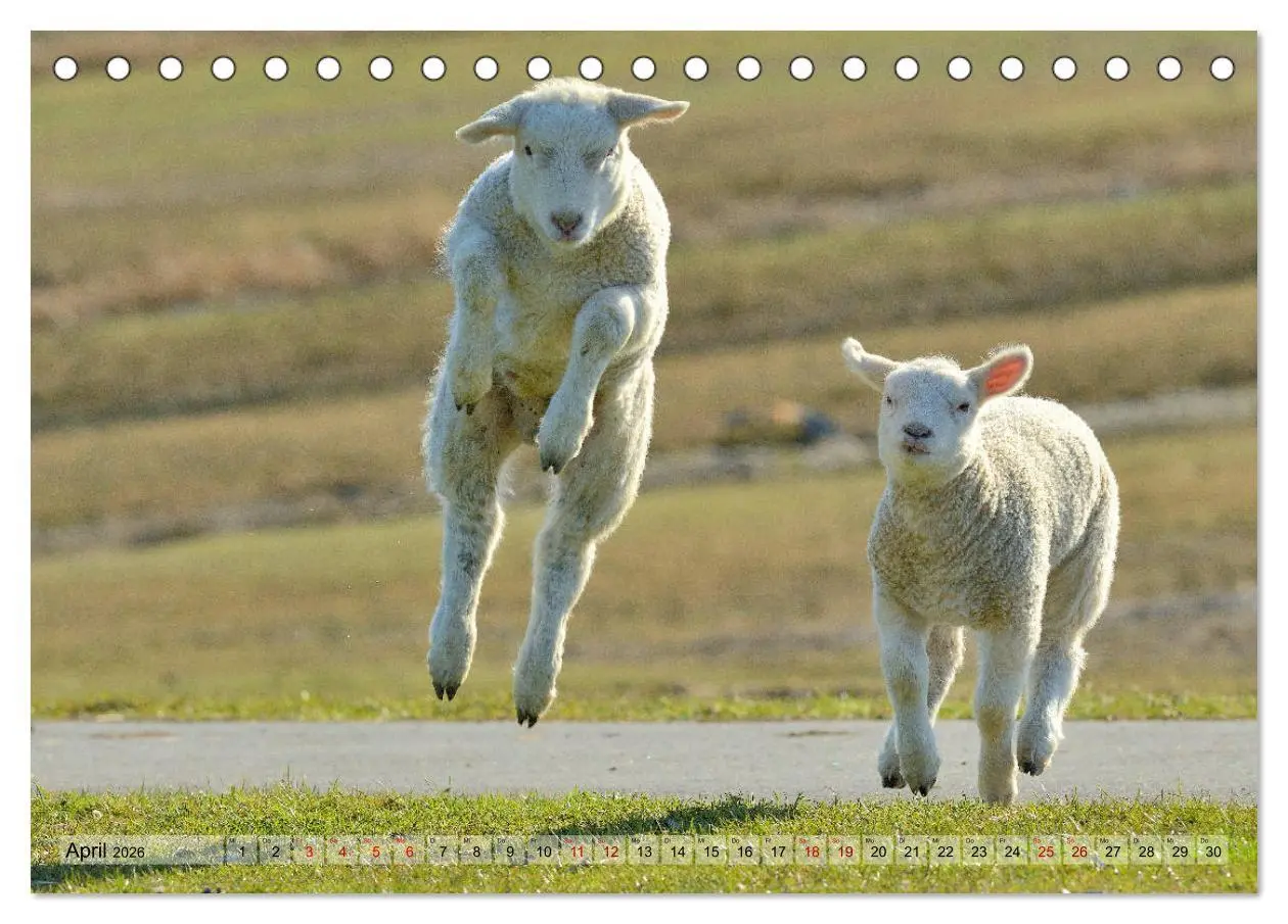 Bild: 9783457789674 | Springende Lämmer: Lebensfreude pur (Tischkalender 2026 DIN A5...