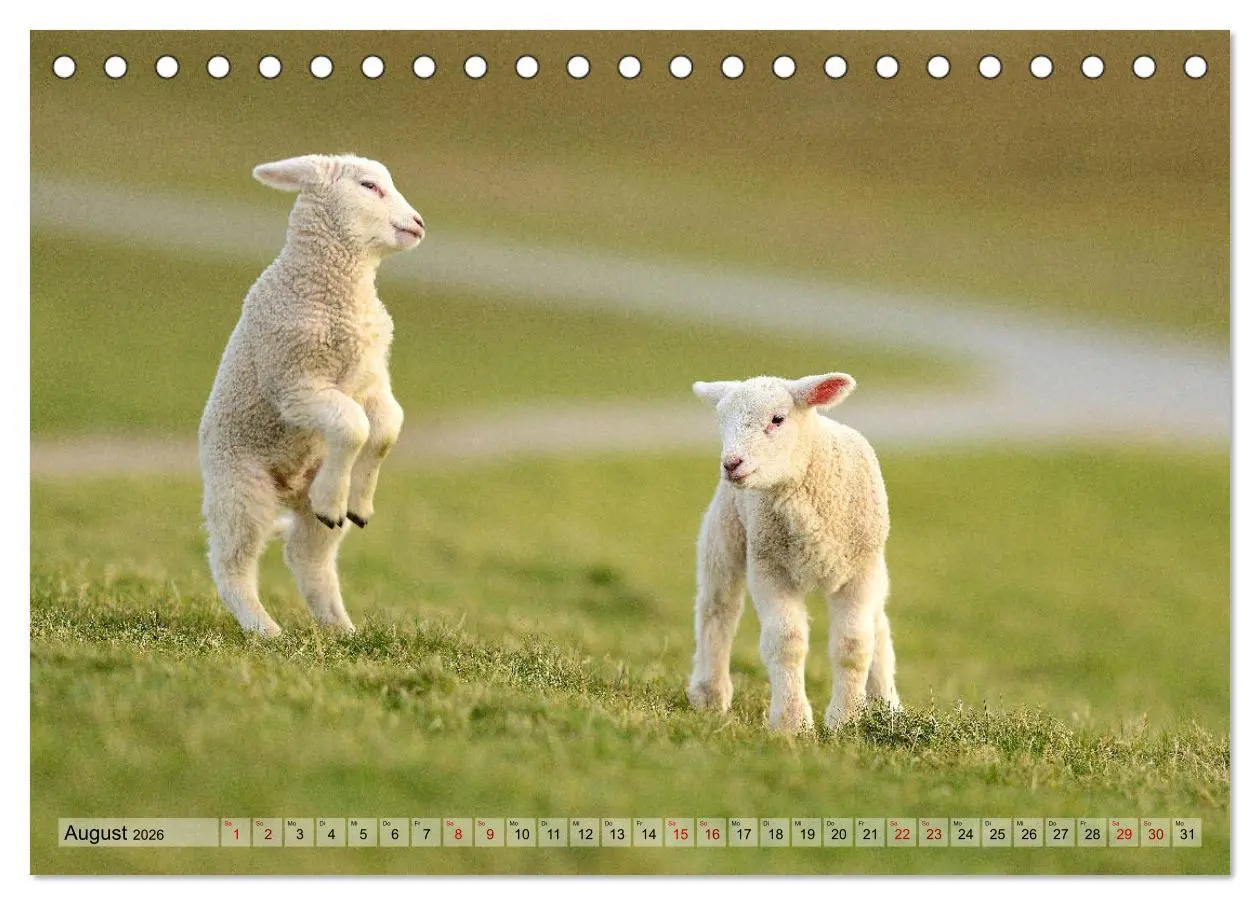 Bild: 9783457789674 | Springende Lämmer: Lebensfreude pur (Tischkalender 2026 DIN A5...
