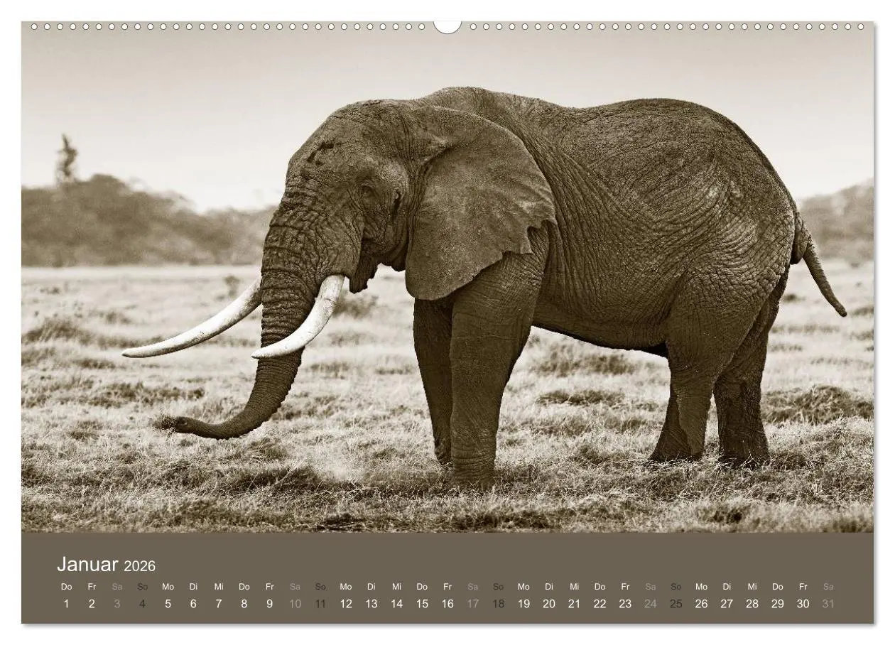 Bild: 9783516189674 | Wildes Afrika (Wandkalender 2026 DIN A2 quer), CALVENDO Monatskalender