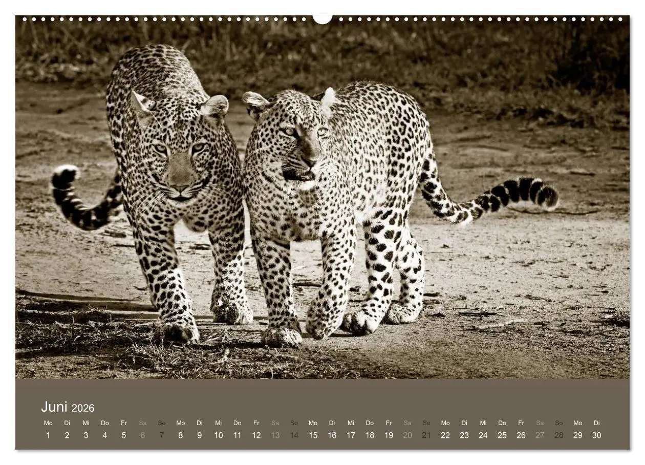 Bild: 9783516189674 | Wildes Afrika (Wandkalender 2026 DIN A2 quer), CALVENDO Monatskalender