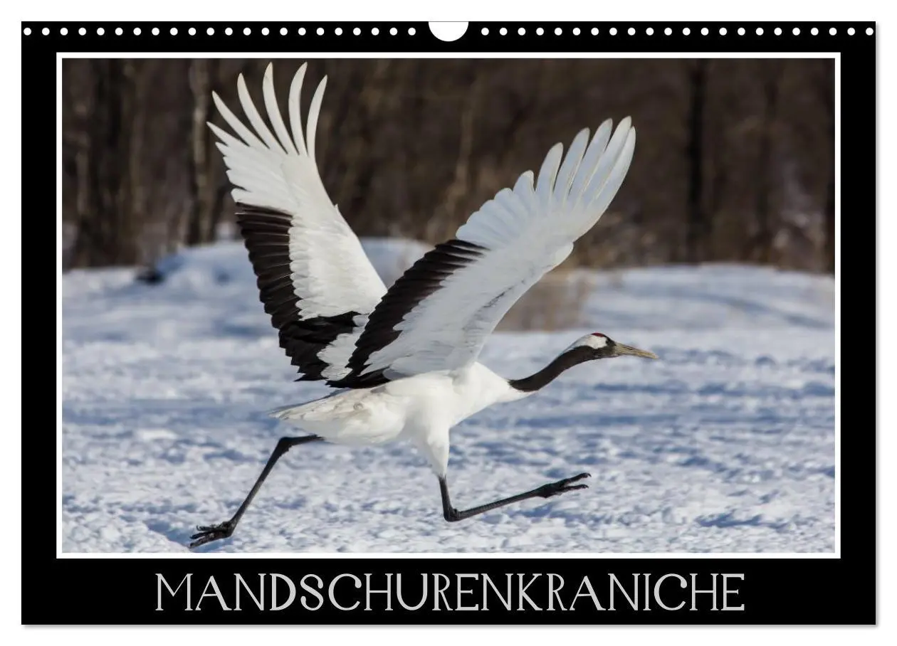Cover: 9783516179774 | Mandschurenkraniche (Wandkalender 2026 DIN A3 quer), CALVENDO...