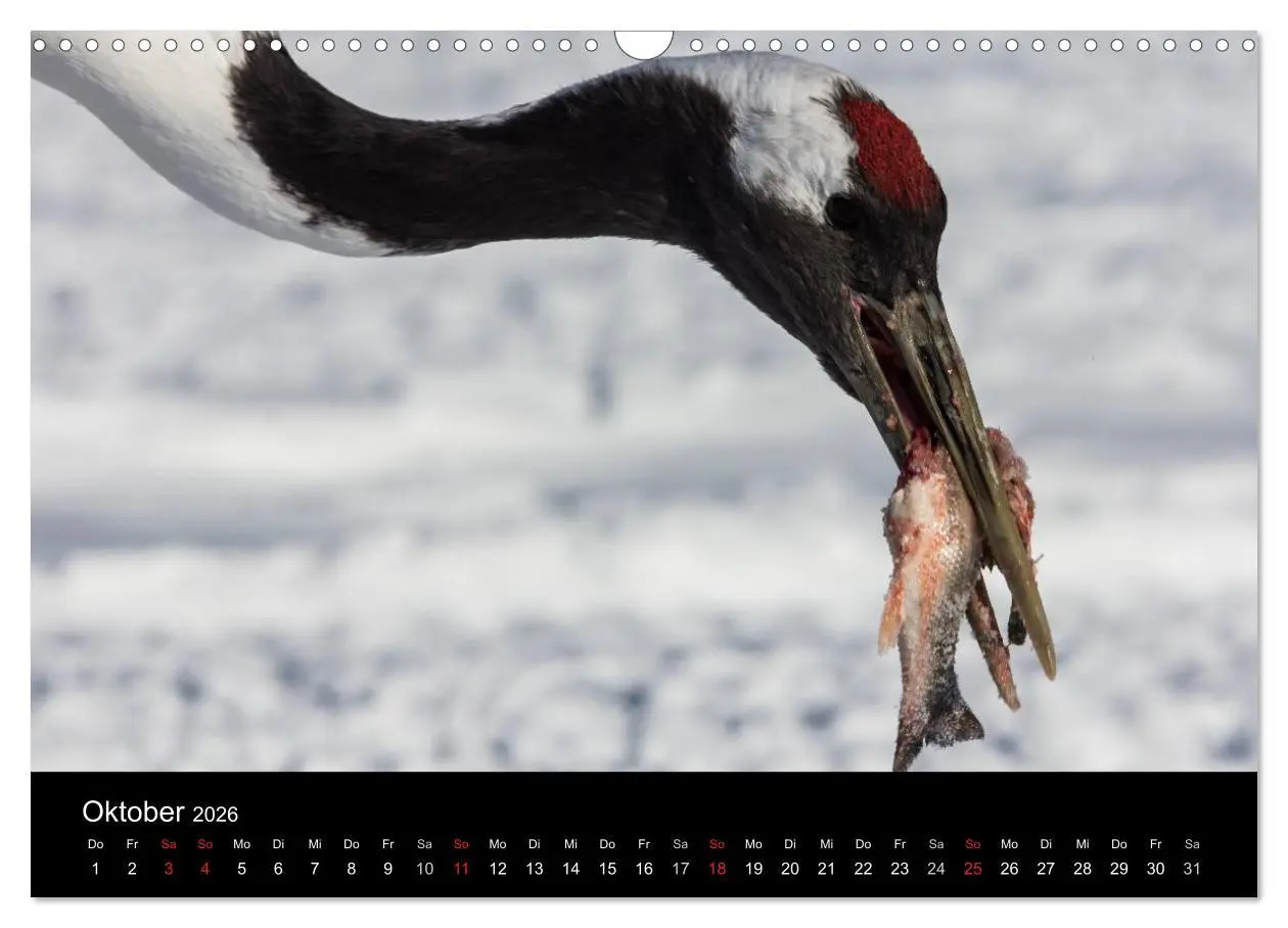 Bild: 9783516179774 | Mandschurenkraniche (Wandkalender 2026 DIN A3 quer), CALVENDO...