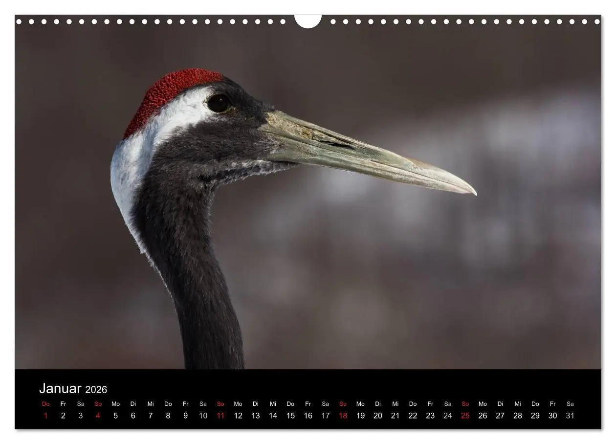 Bild: 9783516179774 | Mandschurenkraniche (Wandkalender 2026 DIN A3 quer), CALVENDO...
