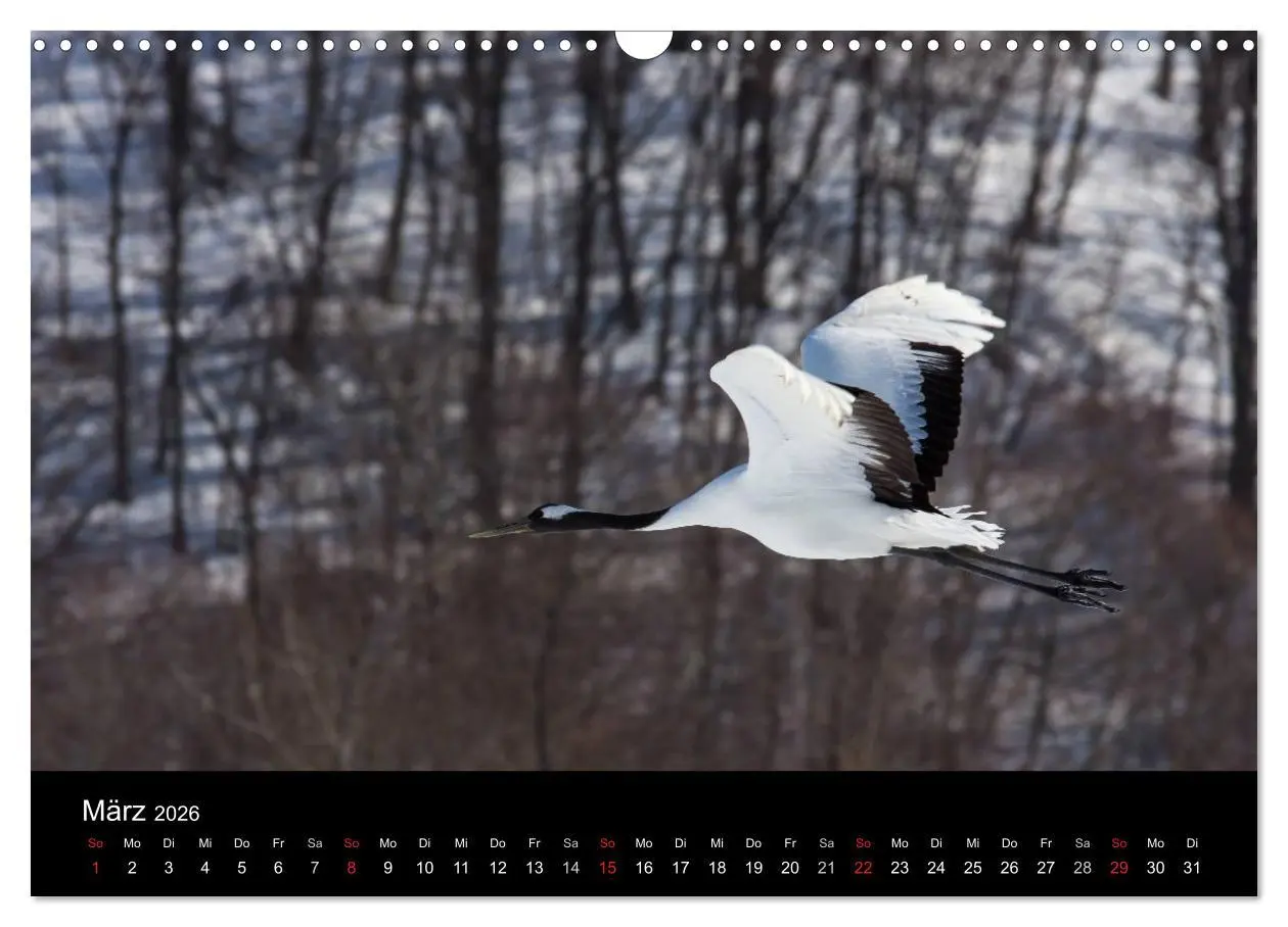 Bild: 9783516179774 | Mandschurenkraniche (Wandkalender 2026 DIN A3 quer), CALVENDO...