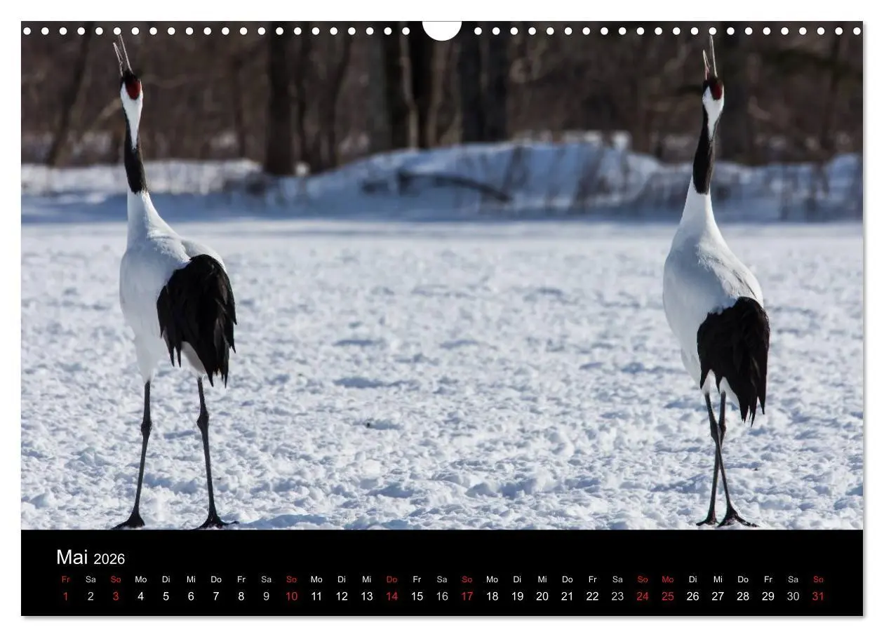 Bild: 9783516179774 | Mandschurenkraniche (Wandkalender 2026 DIN A3 quer), CALVENDO...