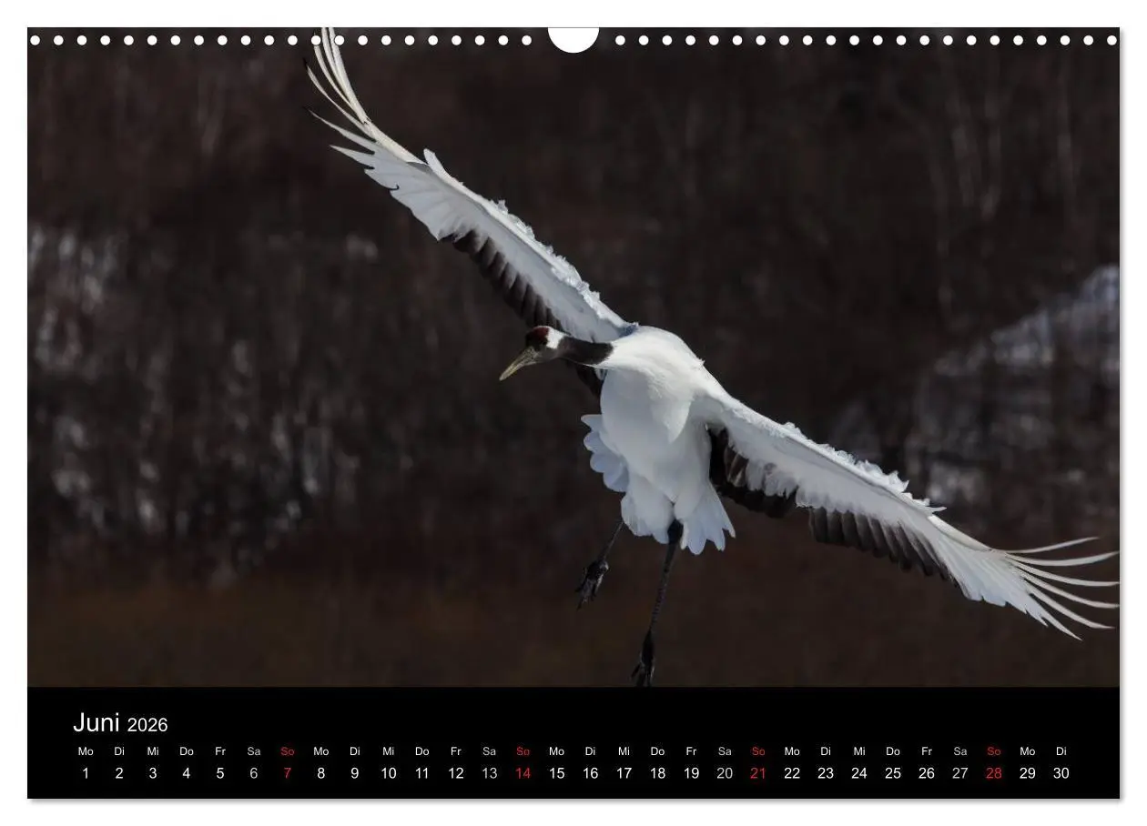 Bild: 9783516179774 | Mandschurenkraniche (Wandkalender 2026 DIN A3 quer), CALVENDO...