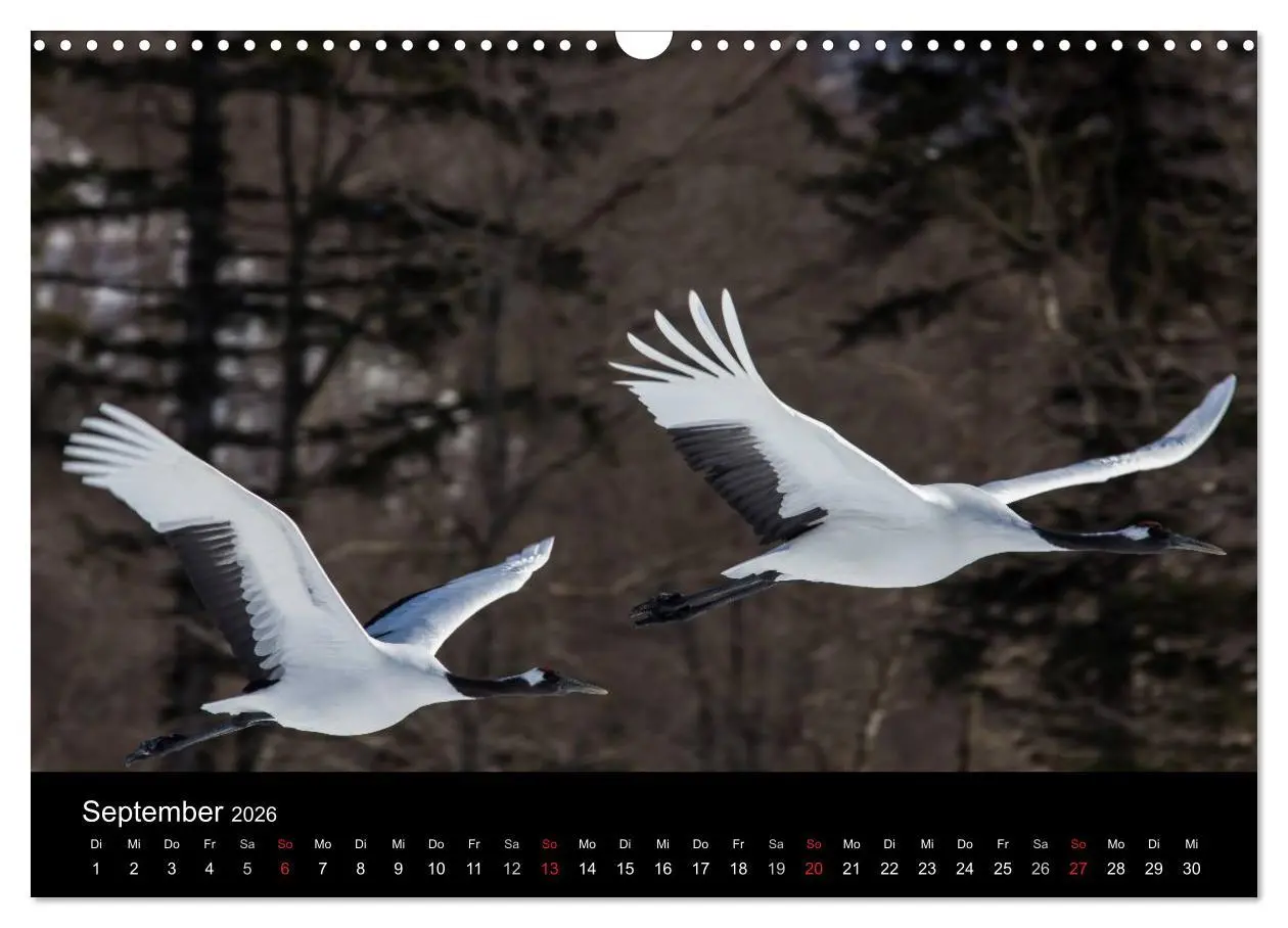 Bild: 9783516179774 | Mandschurenkraniche (Wandkalender 2026 DIN A3 quer), CALVENDO...