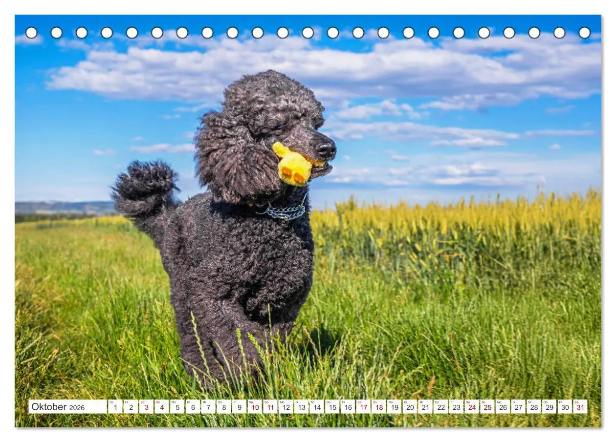 Bild: 9783457389874 | Pudel - Glück auf vier Pfoten (Tischkalender 2026 DIN A5 quer),...