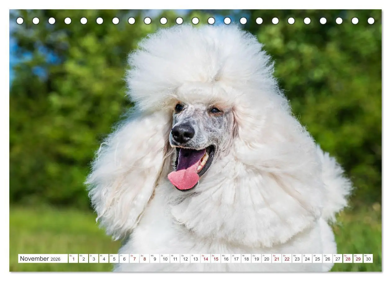 Bild: 9783457389874 | Pudel - Glück auf vier Pfoten (Tischkalender 2026 DIN A5 quer),...