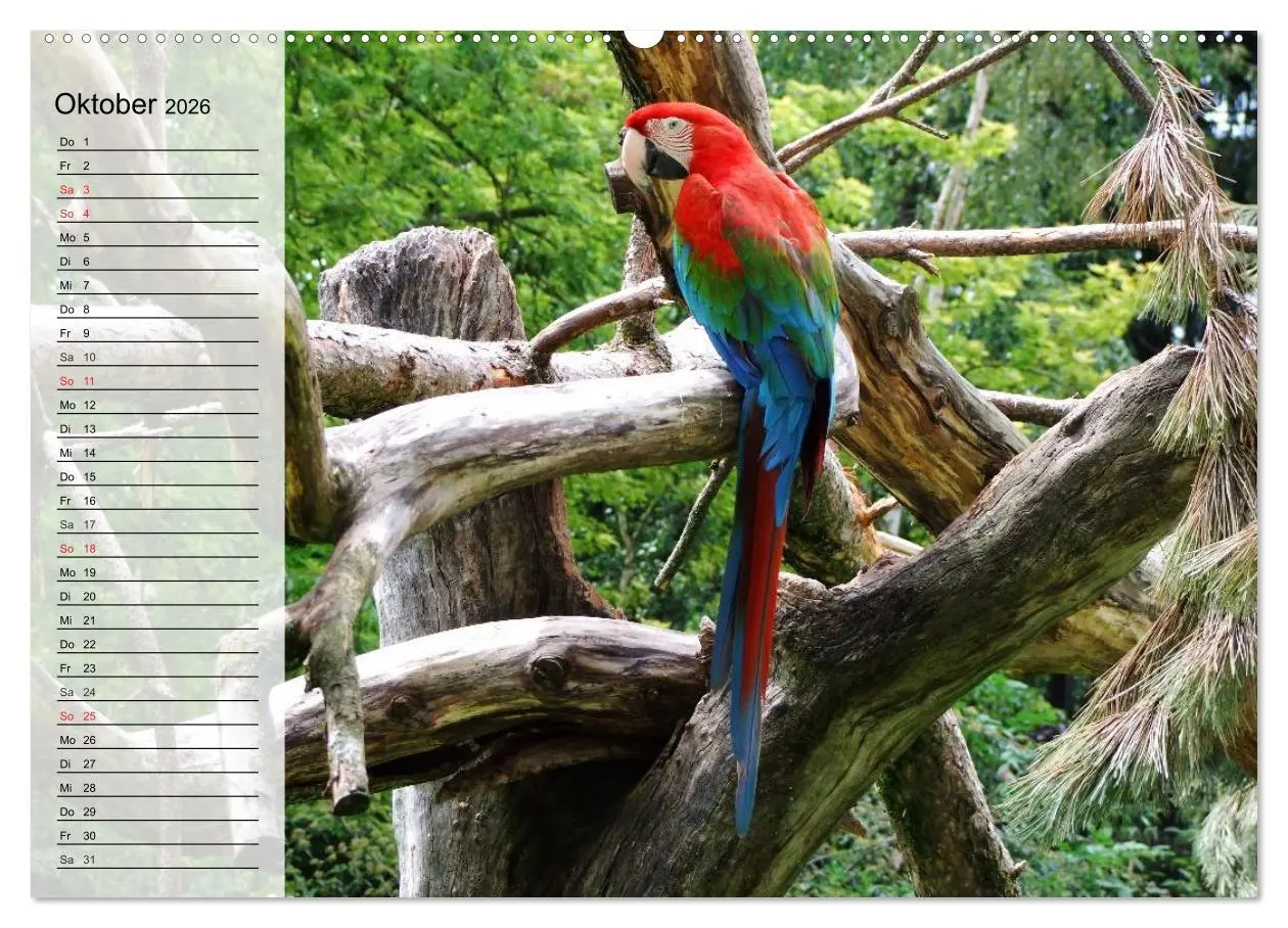 Bild: 9783457999974 | Papageien. Bunt, laut und klug (Wandkalender 2026 DIN A2 quer),...